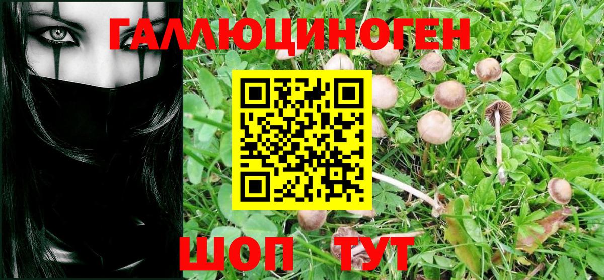 Псилоцибиновые грибы Psilocybine cubensis Донецк
